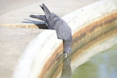 大阪城公園周辺