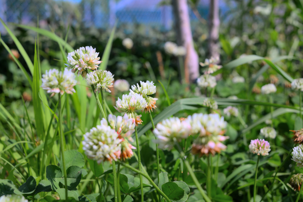 初めてレッタチしたもの投稿しました。