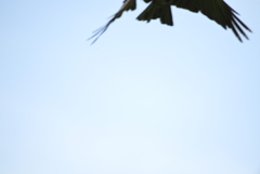 令和６年７月２７日長居公園　⑪