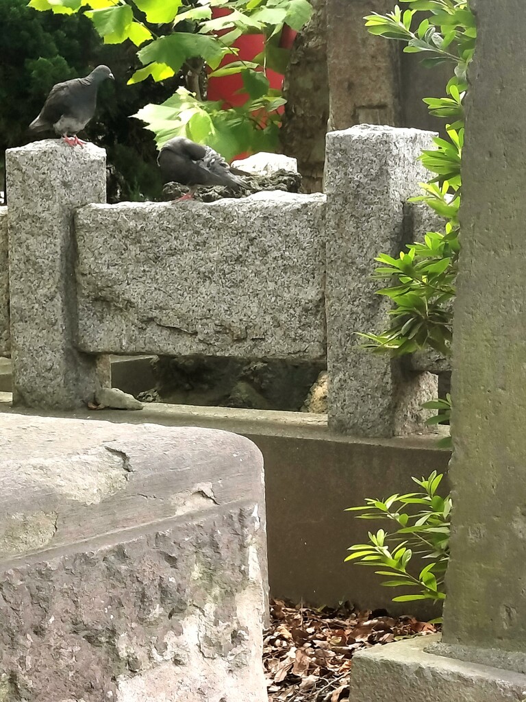 鳩