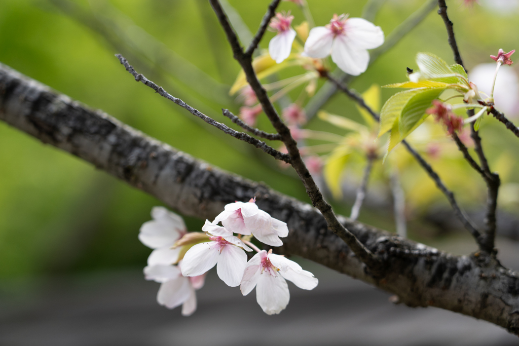 白い桜