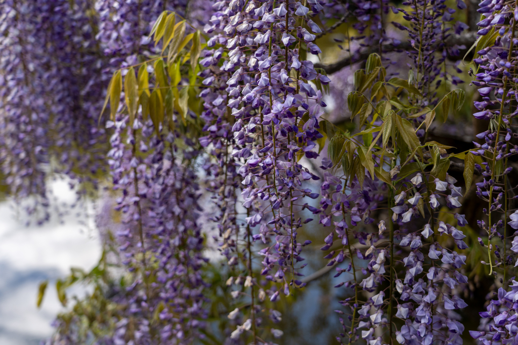 藤の花