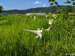 田んぼに咲くテッポウユリ