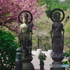 桜日和の観音様