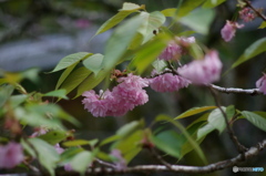 参道を彩る里桜