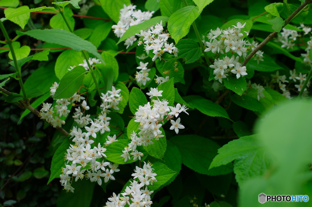 境内に咲くマルバウツギの花