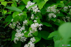 境内に咲くマルバウツギの花