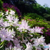 ツツジで華やぐ花の寺