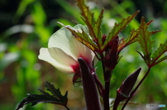 オクラの花は後ろ姿もキュート