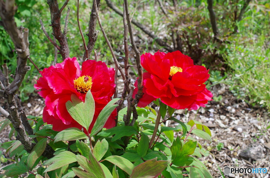 艶やかな牡丹の花