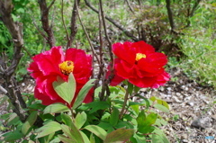 艶やかな牡丹の花