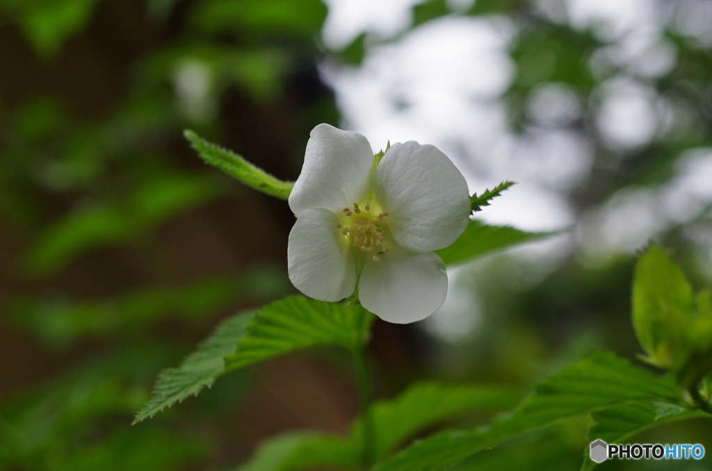 花の寺でシロヤマブキを観察