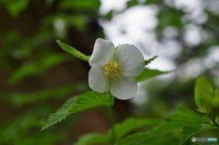 花の寺でシロヤマブキを観察