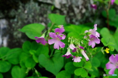 皐月の花の寺