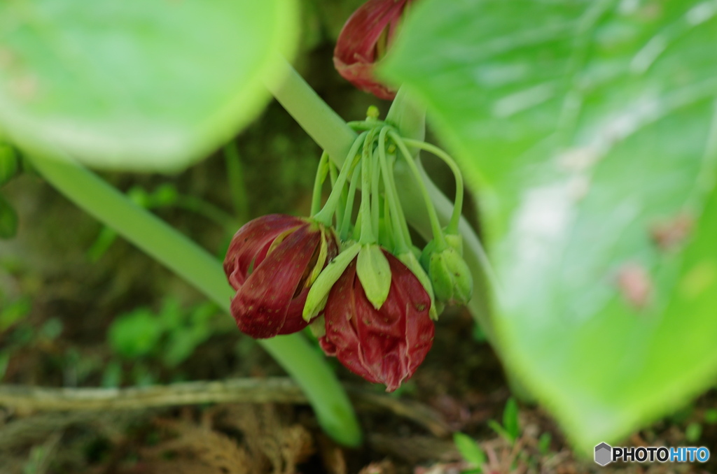 花の寺で今年も八角蓮に会えました
