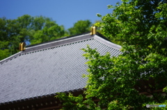 新緑の雲渓山常昌院