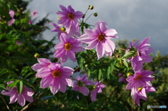 晩秋に優しい色を添える皇帝ダリア