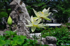 キバナハスが咲いてました