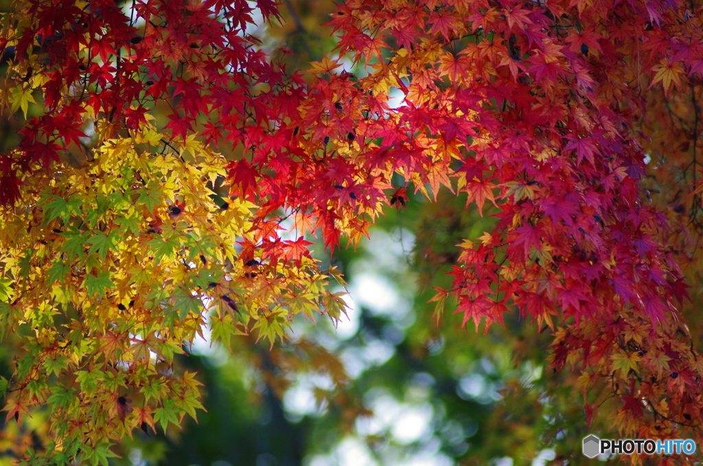 紅葉彩る