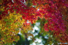 紅葉彩る 紅葉彩る