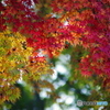 紅葉彩る