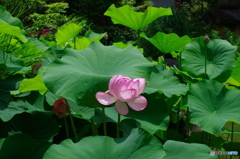 弁天池の蓮