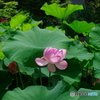 弁天池の蓮