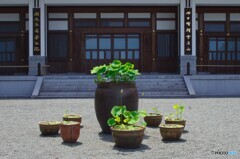花の寺　蓮