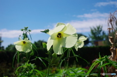 トロロアオイの花
