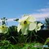 トロロアオイの花