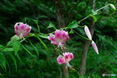 山の斜面に咲くカノコユリ