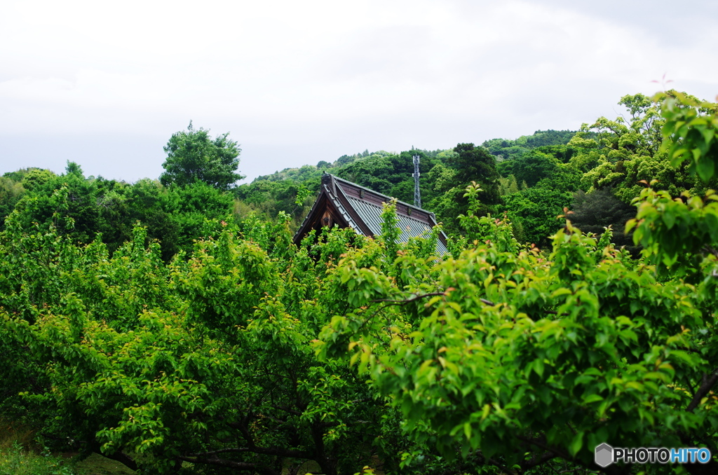 梅林の中にある寺