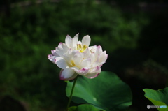 蓮の花