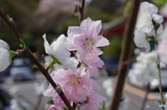 花の寺は花盛り