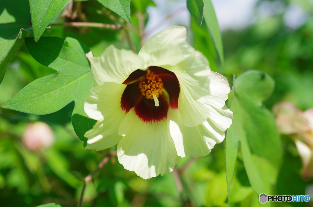 和綿の花もかわいい