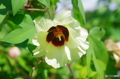 和綿の花もかわいい