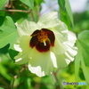 和綿の花もかわいい