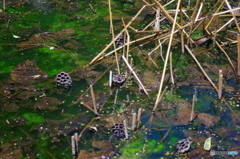 古代蓮が咲く弁天池も今は蓮の残骸で沼に
