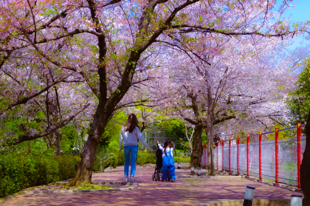 嫁と娘と桜と