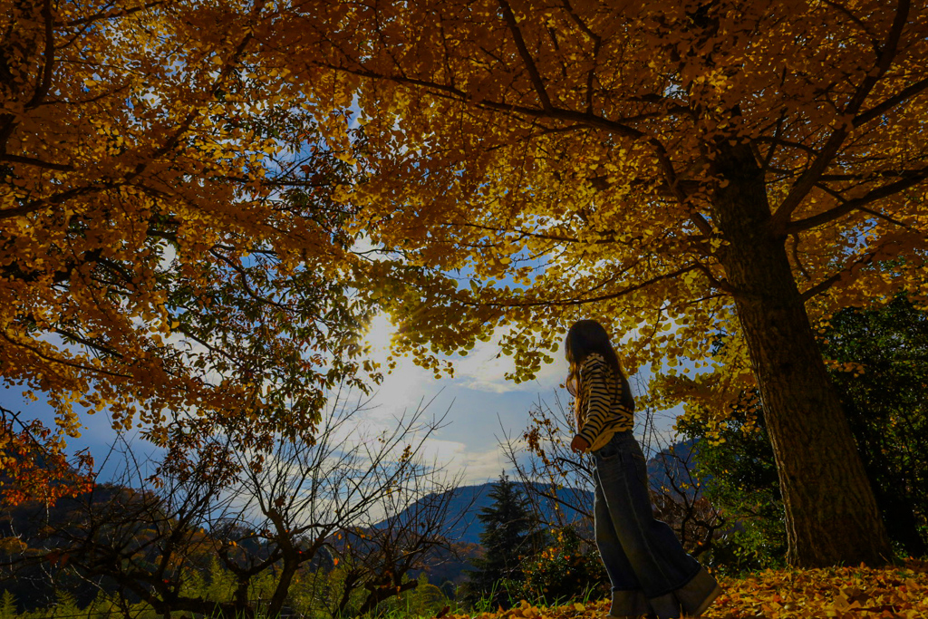 たおとイチョウ