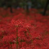 彼岸花