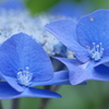紫陽花①