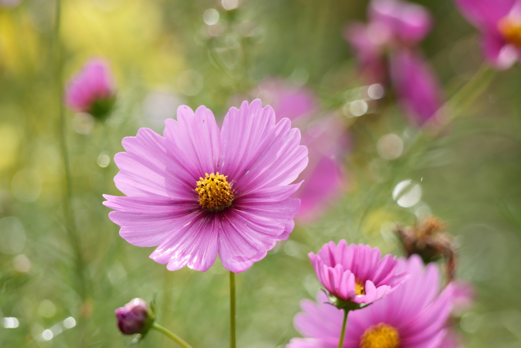 コスモスと水滴