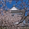 小田原城桜①