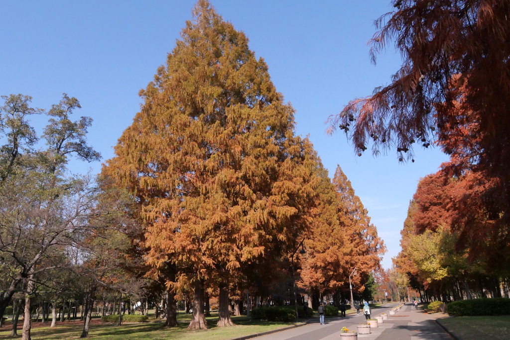 メタセコイア③