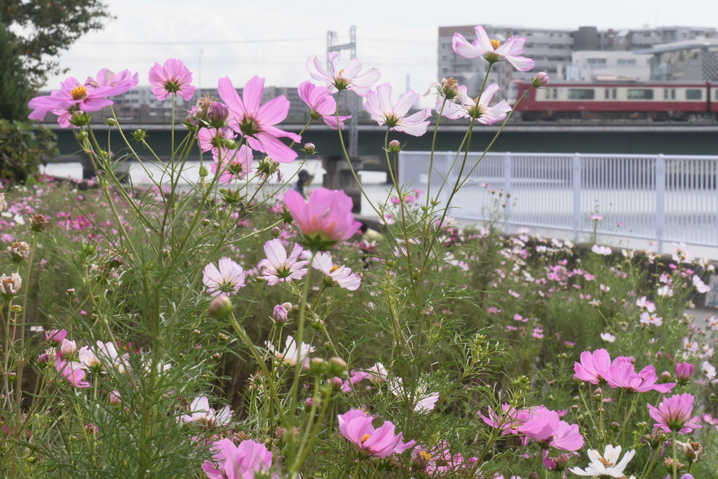 鶴見川のコスモス