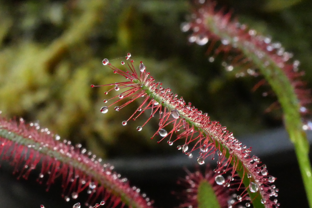 食虫植物（モウセンゴケ）