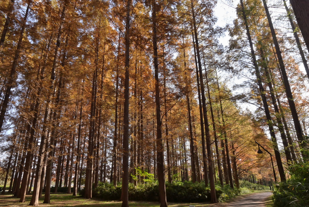 メタセコイア④