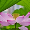 不忍池の蓮