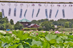 風鈴と蓮池